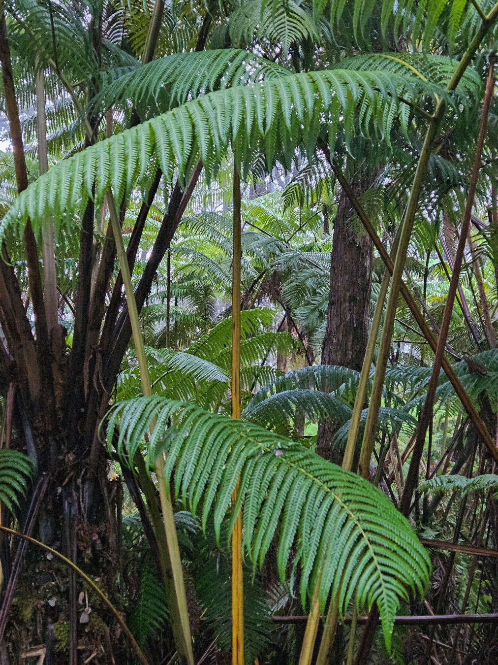 서스톤 용암 동굴 트래킹