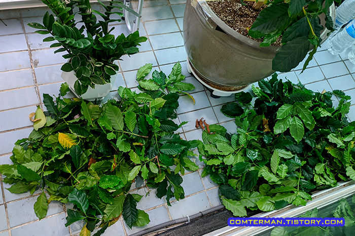 커피나무 가지치기 잎