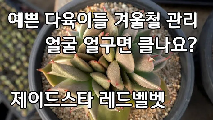 화분 겨울철 관리 난방건조 습도유지 물주기간격 조절 식물등보조_1