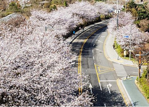 의왕 벚꽃