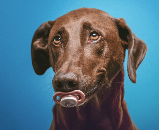 필립스 아벤트 쪽쪽이는 곰팡이 생기지 않나?