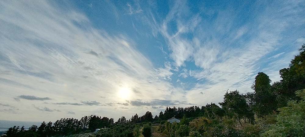 노란색 털머위꽃이 핀 호근동 고근산