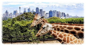 두바이 사파리 파크