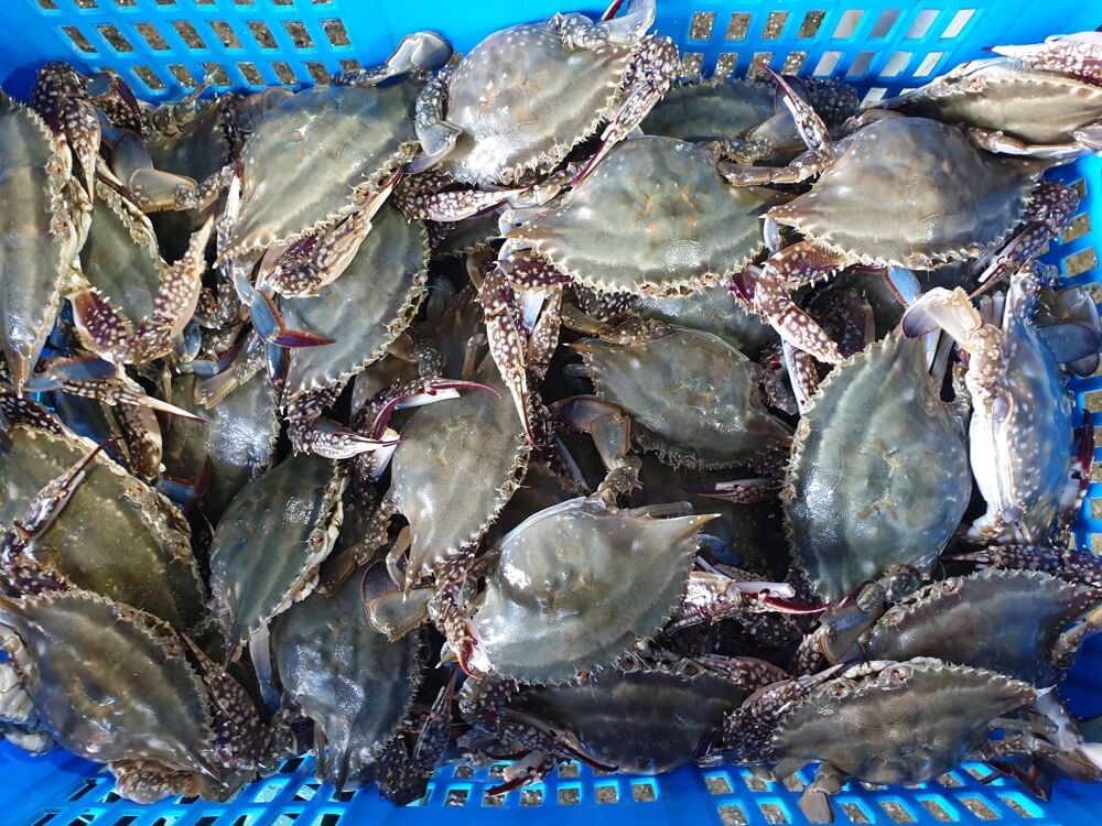 극한직업 진도 꽃게 택배 주문하기