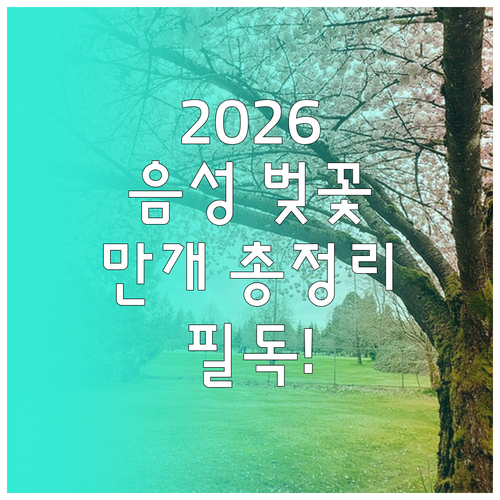 2026 음성군 벚꽃 개화일 만개 시..