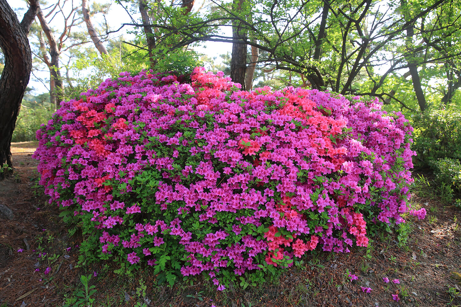분당중앙공원 철쭉