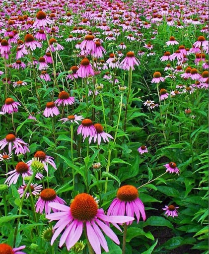 자주천인국의 약용 효과와 조경 활용