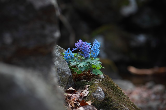 천마 효능과 용도