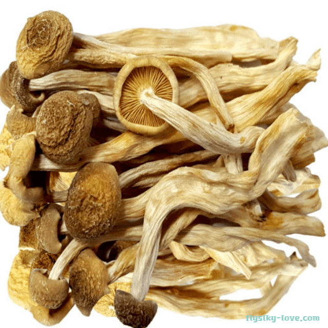 햇볕에 말린 해송이 버섯