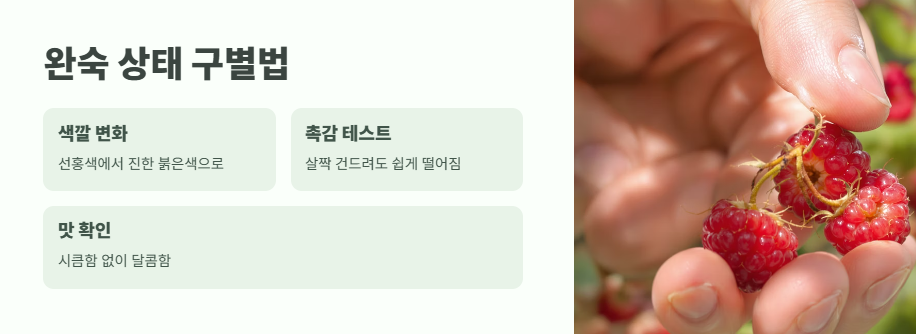 산딸기 수확시기 베스트 타이밍 3