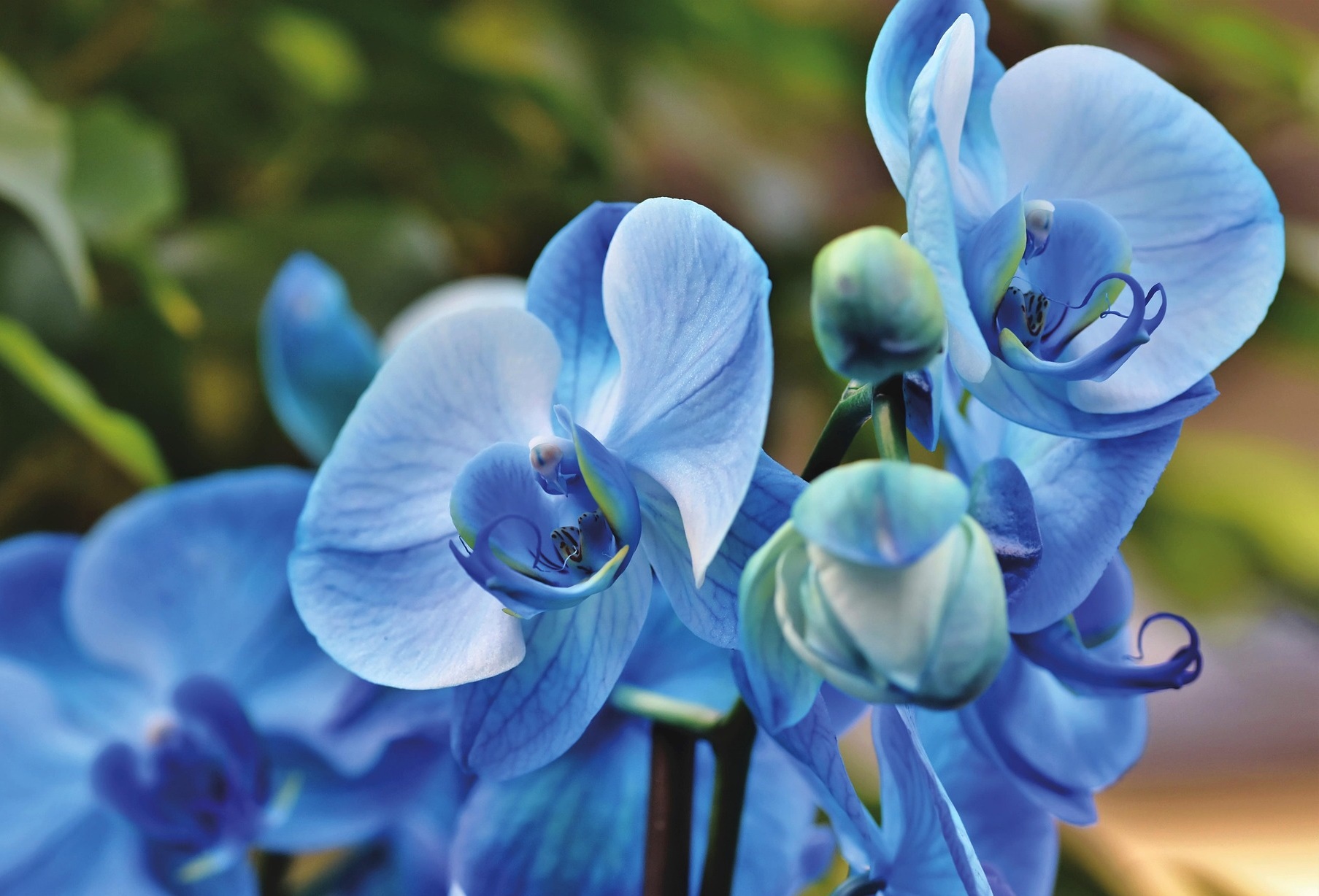 기후 변화로 사라지기 전 알아야 할 ‘희귀 난초 7종’ 가장 섬세한 생명들