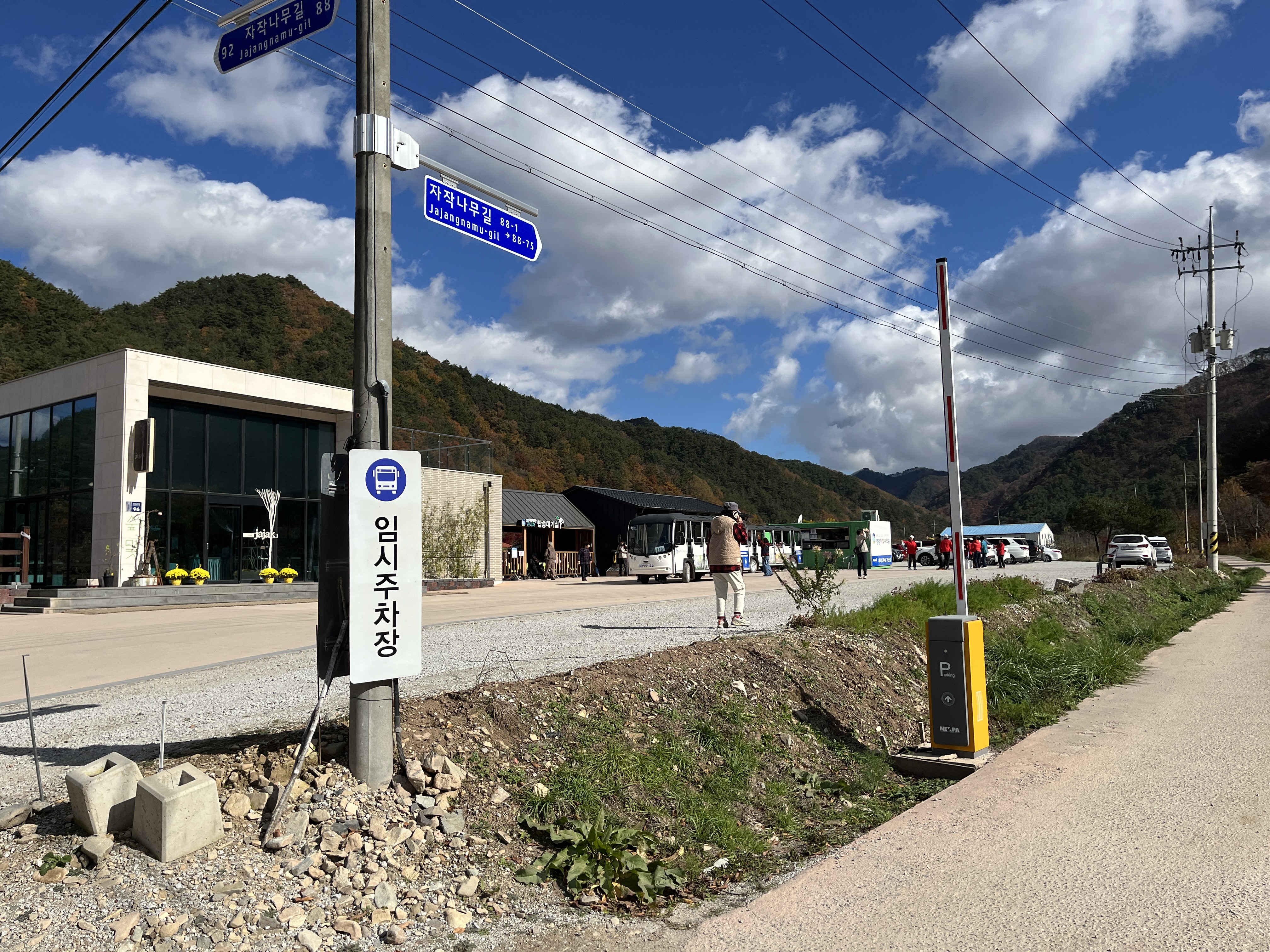 영양 자작나무숲