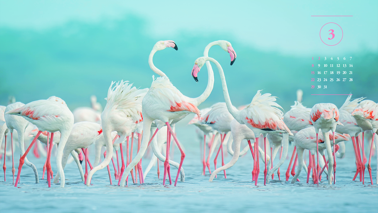 07 물 마시는 플라밍고 무리 A - 2026년3월 달력배경화면