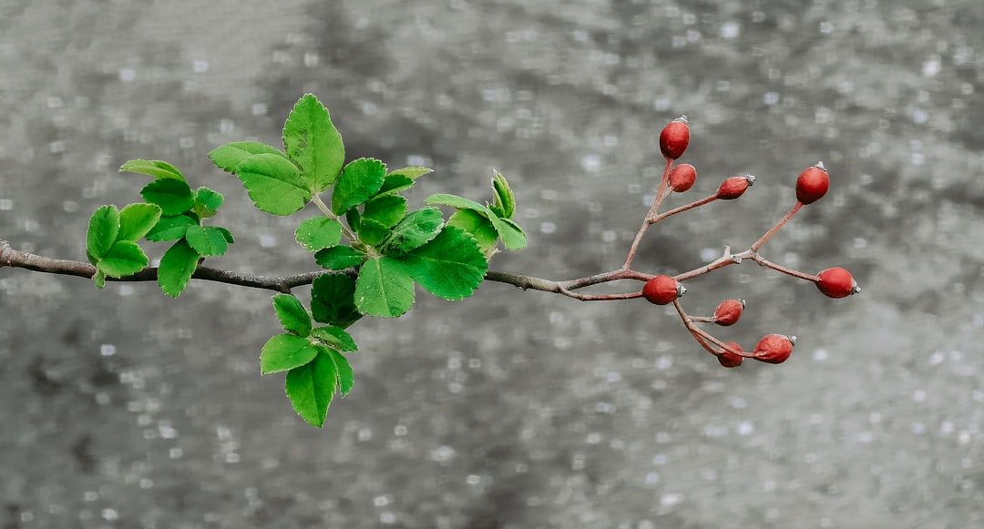 Reintegration
