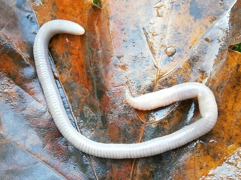 하얀지렁이나오는꿈