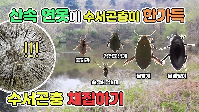 곤충 종류와 특징 생김새 습성 먹이 요약 정리_2