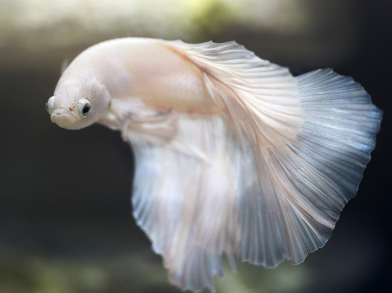 미국에서 사랑받는 열대어 종류는?