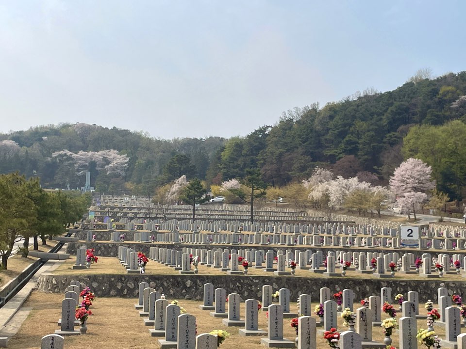 벚꽃