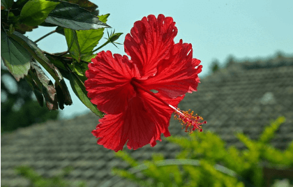 히비스커스의-효능