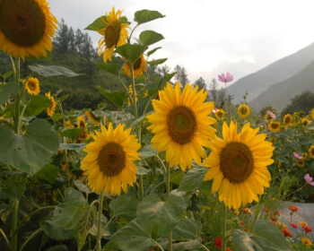 태백 해바라기 축제 가는 길_8