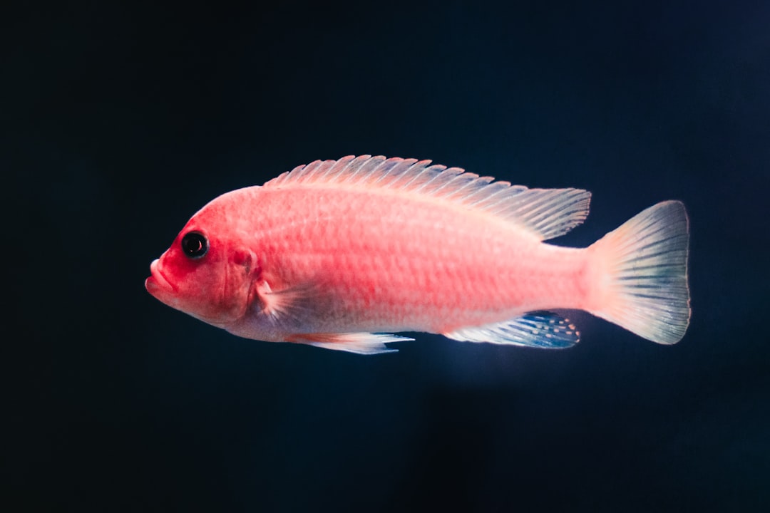 Fish.