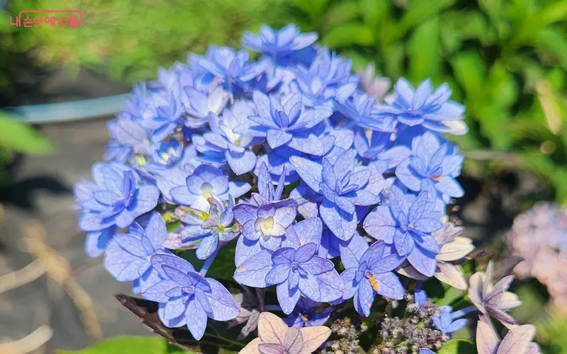 초안산수국동산