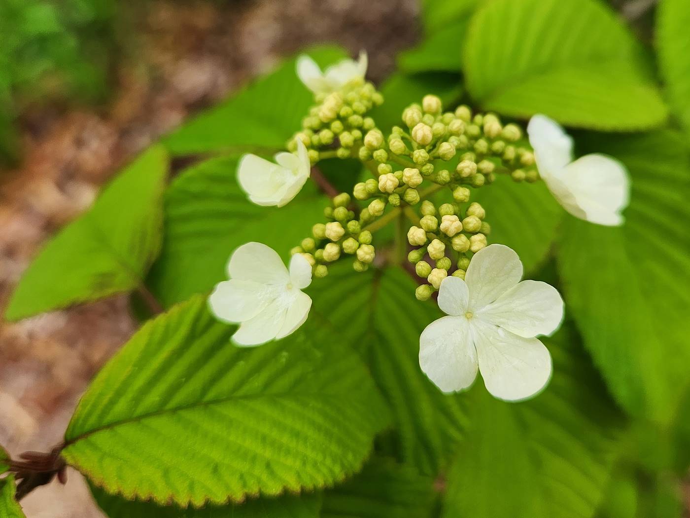 설구화 라나스(라나스덜꿩나무)