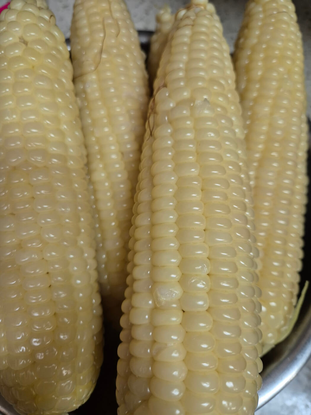 옥수수 삶는 법 시간 뉴슈가 및 보관방법 
