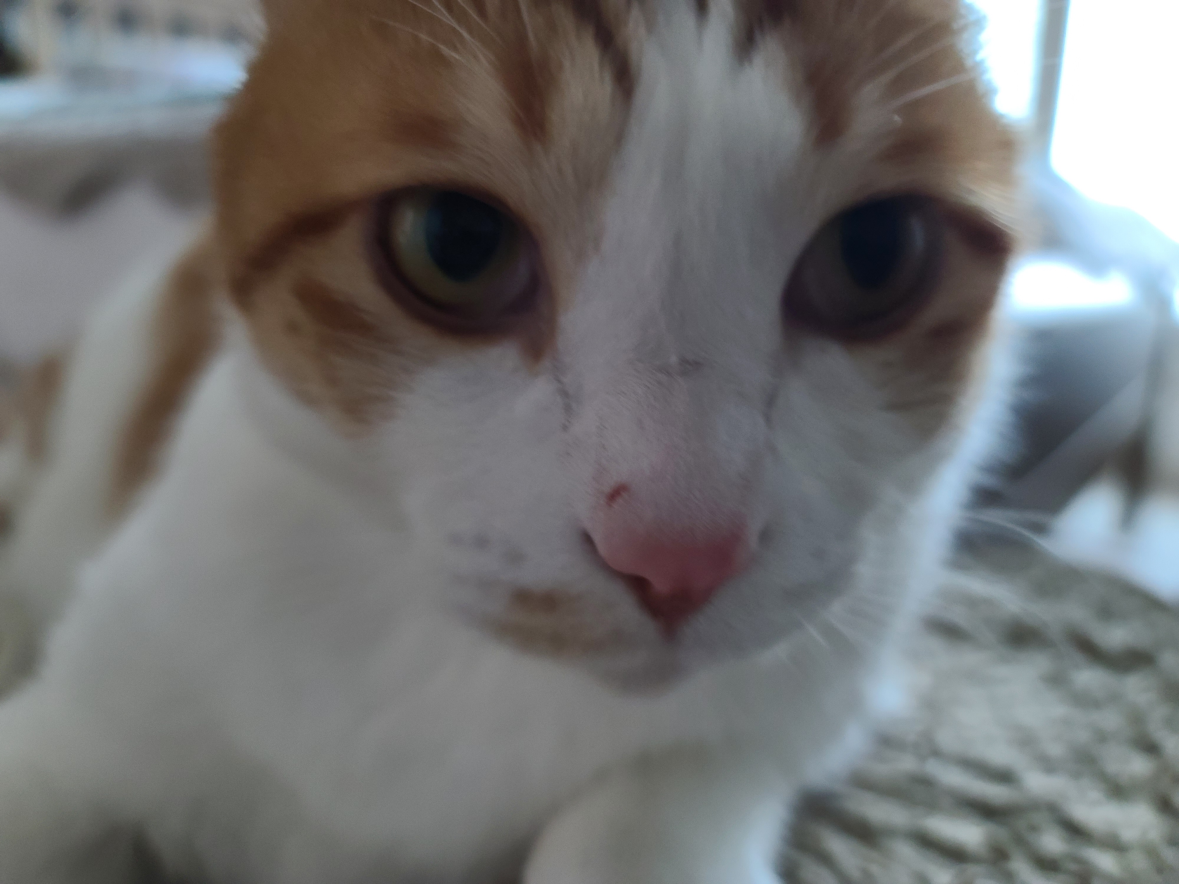 소심한 고양이에게 중2병이 오면..