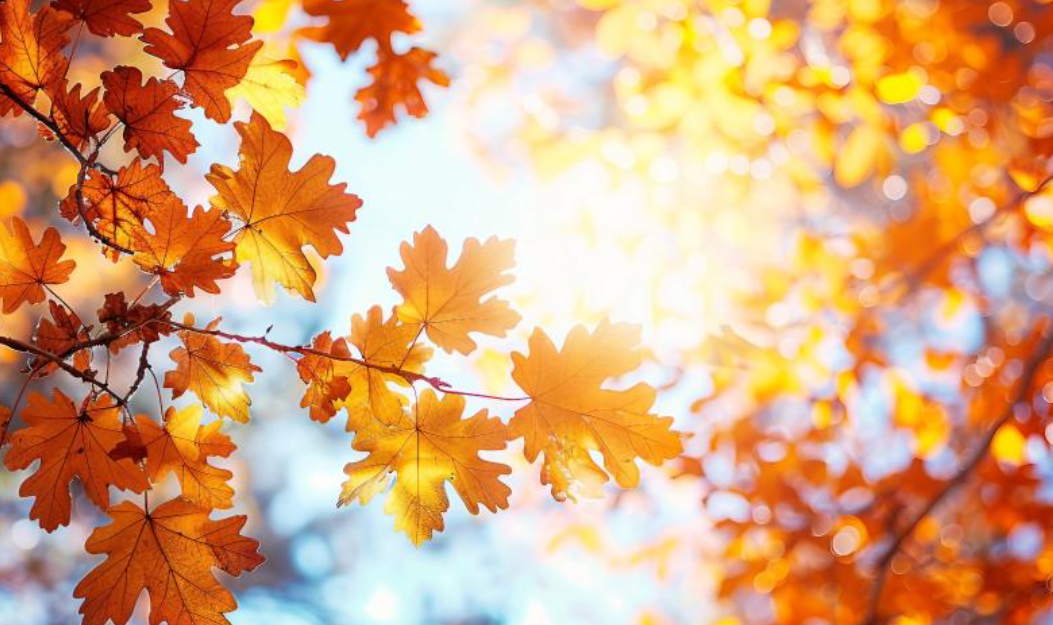 첫째 주 (11월 1일 ~ 11월 3일)