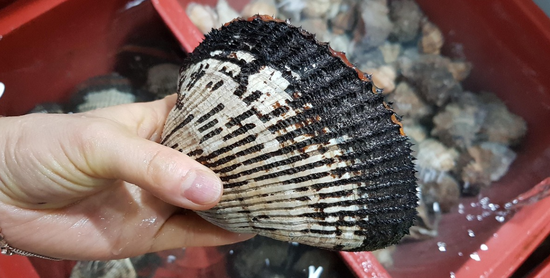 자갈치 시장 조개 사진