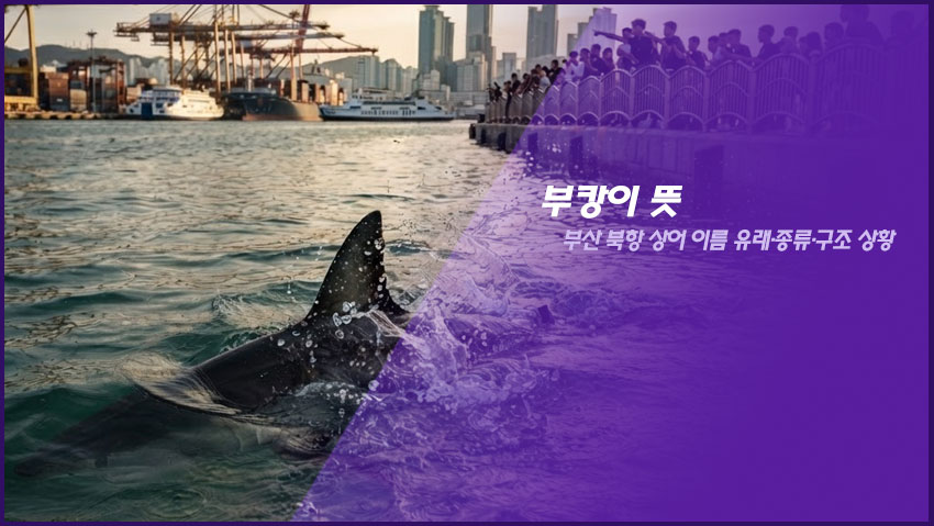 부캉이 뜻|부산 북항 상어 이름 유래·종류·구조 상황