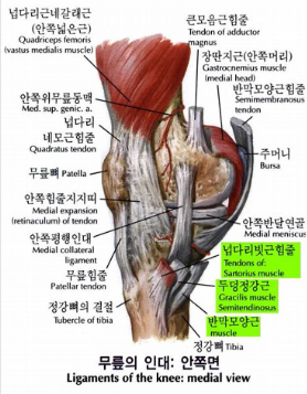 무릎 주변 인대