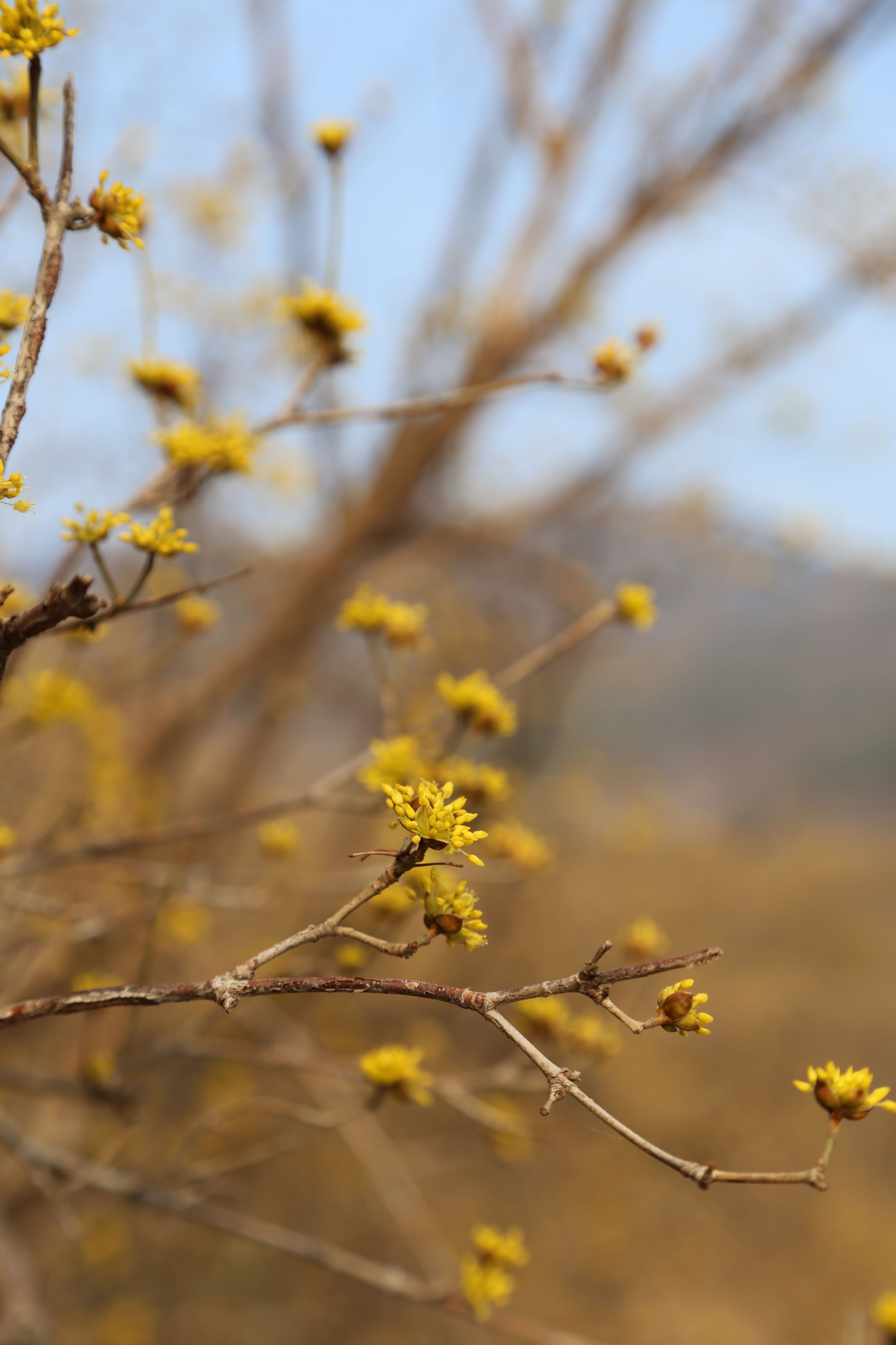 산수유