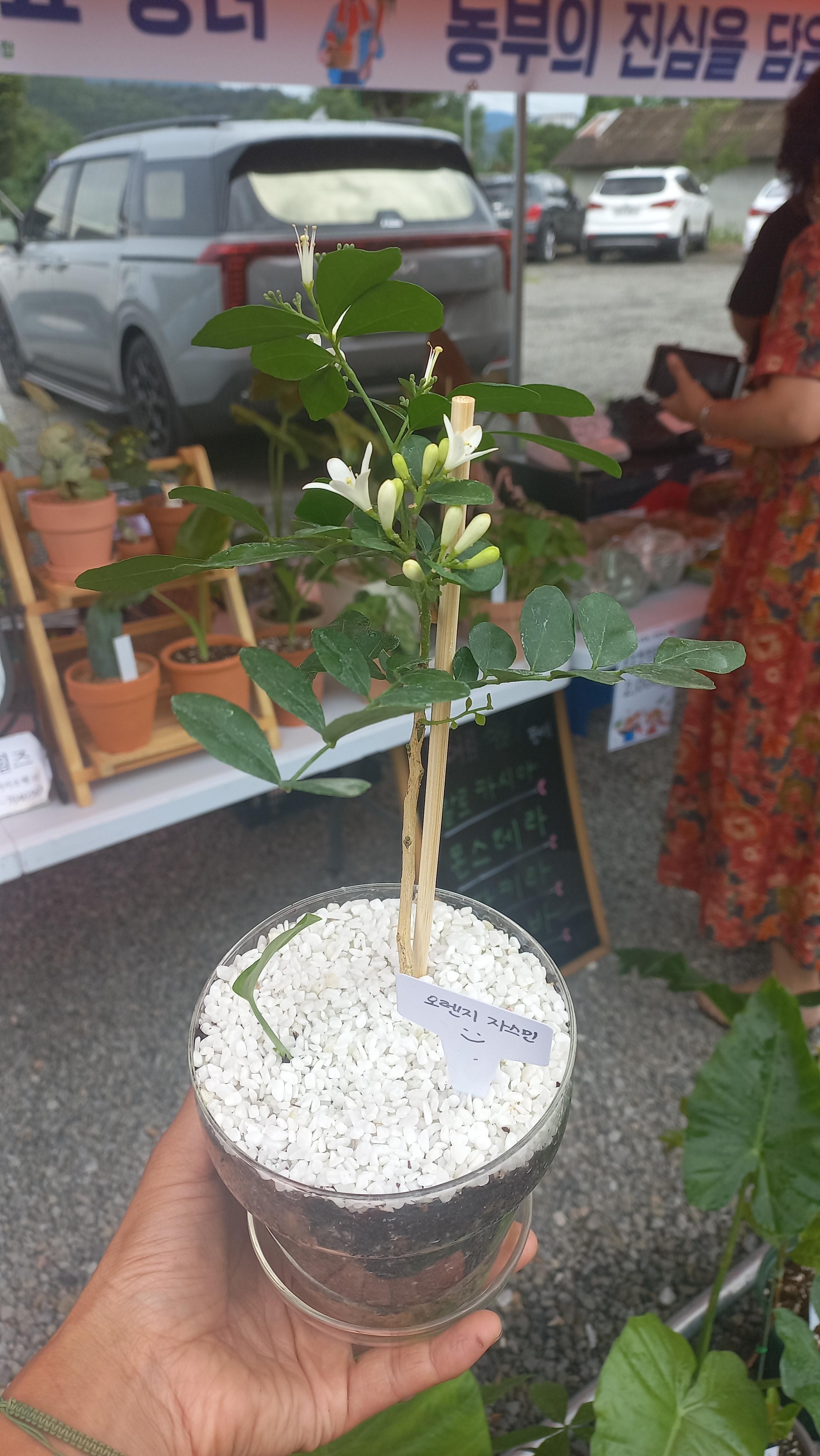 2024년 여름 너무 좋은 향기를 뿜어낸 오렌지자스민 꽃