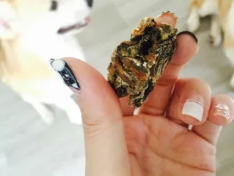 대구 수박껍질 음식물 일반쓰레기 과태료 피하는 법_14
