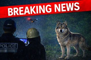 늑구 대전 오월드 탈출 수컷 늑대 청주 드론 수색