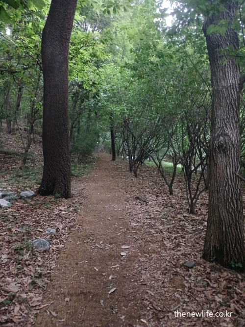 A quiet forest trail with fallen leaves and trees &mdash; ideal for slow walking and mindful healing. / 조용한 숲속 흙길 산책로, 느리게 걷기와 심리 회복에 적합한 장소.
