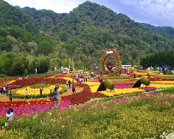 인제 가을꽃축제_5