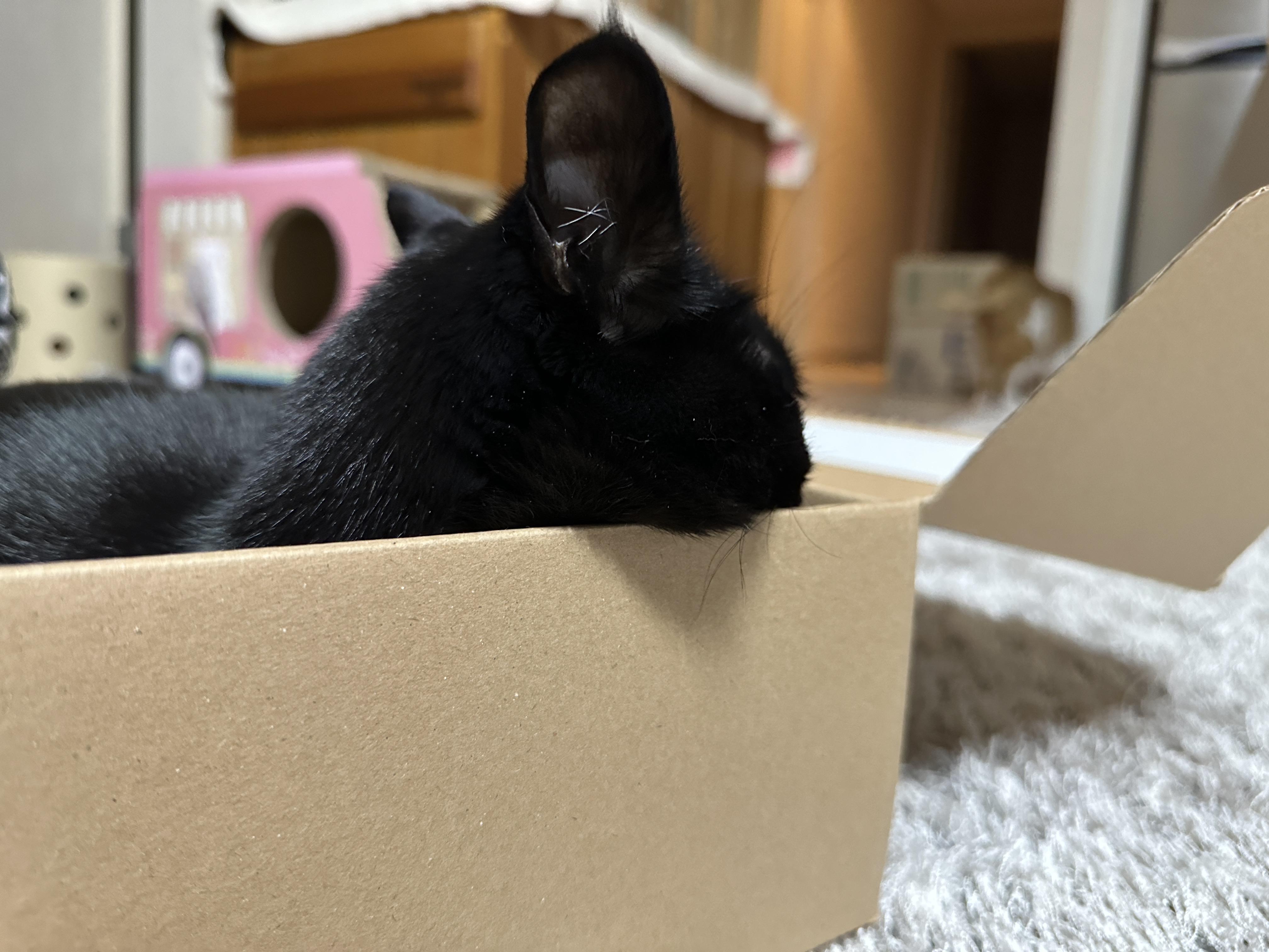 나이키-vs-아디다스!-건이의-선택을-받은-박스는?!-(feat.-막둥이,-호야,-요미)