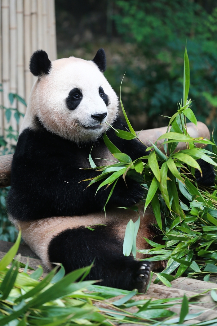 신한은행 푸바오 적금 챌린지