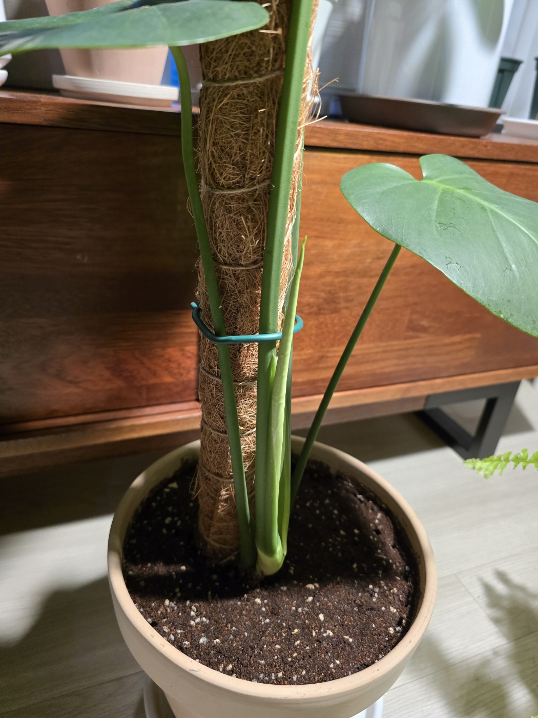 새잎이 날 준비중이에요