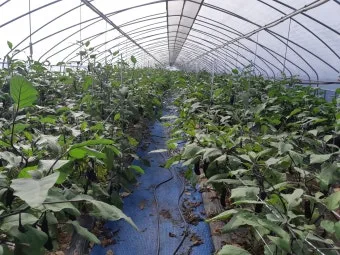 가지 재배 순 지르기 착과 관리 고온 대책_5