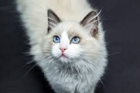 고양이 분양