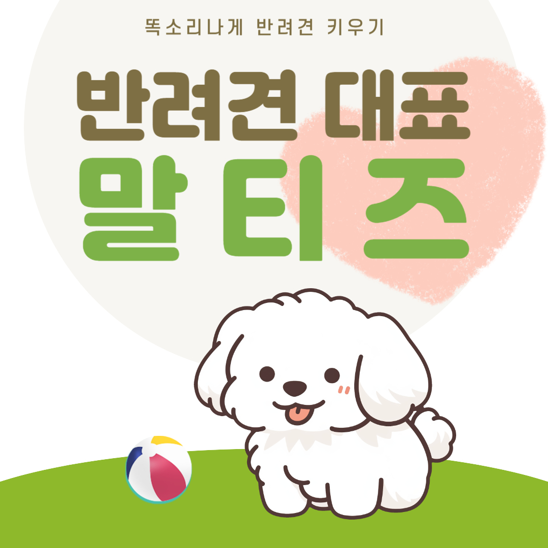 말티즈 성격 장단점 유전병 알아보기