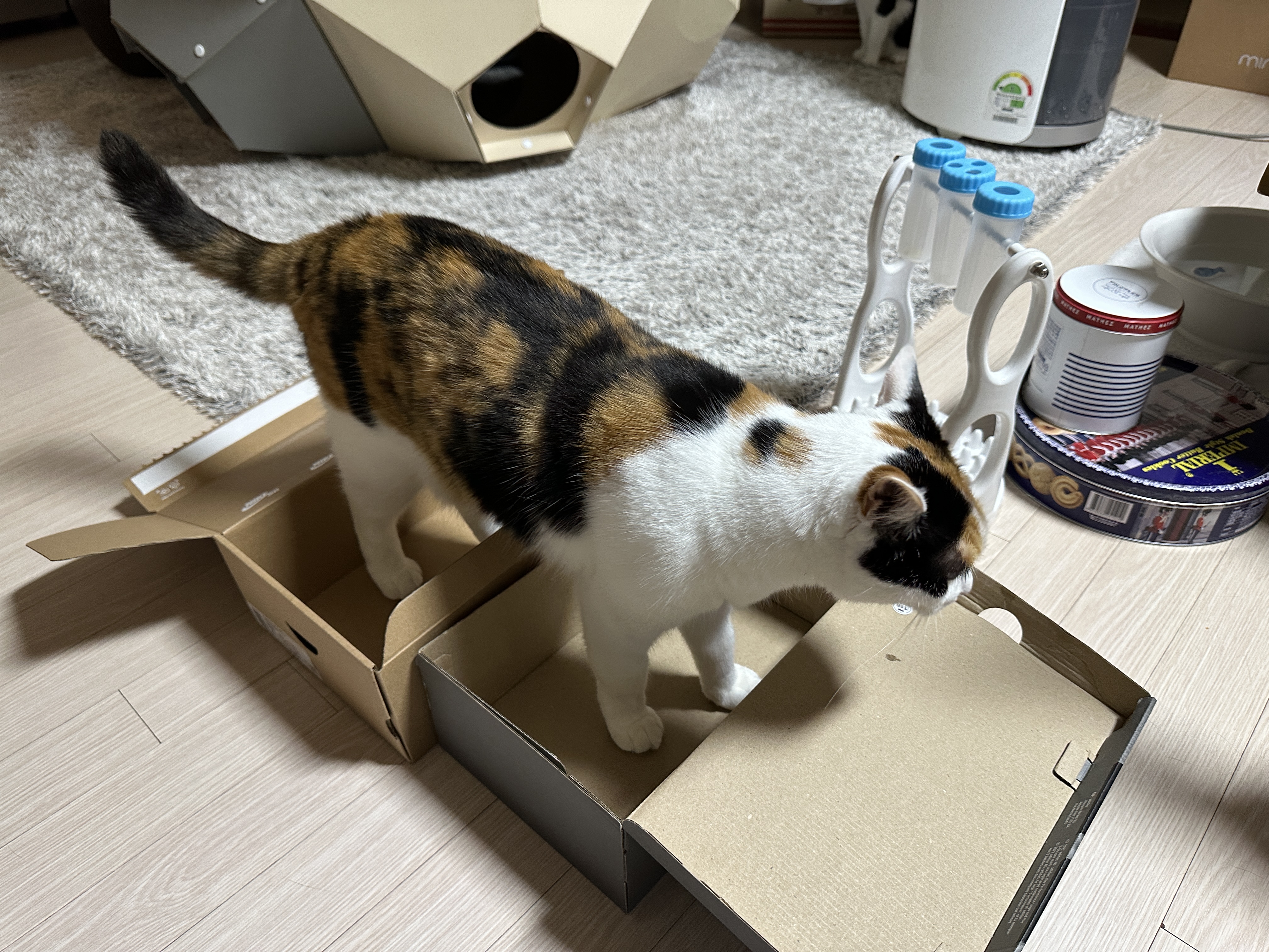 나이키-vs-아디다스!-건이의-선택을-받은-박스는?!-(feat.-막둥이,-호야,-요미)