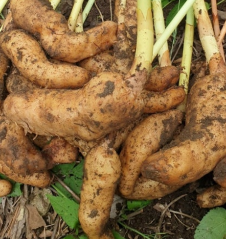 천마 관절 건강과 두통 완화