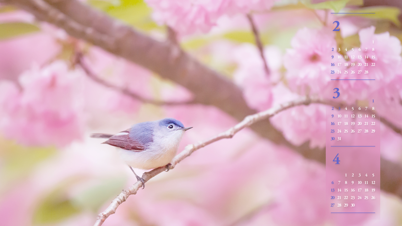 02 작은 새와 분홍색 꽃 B - 2025년3월 노트북배경화면