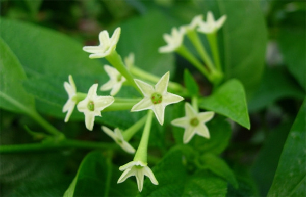 모기가 싫어하는 식물