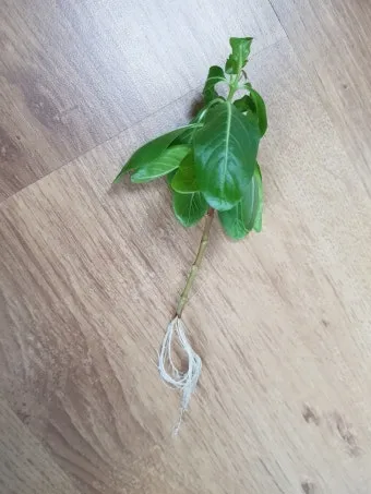 물꽂이 삽목 성공률높이기 깨끗한물 교체주기 빛관리 요령_5